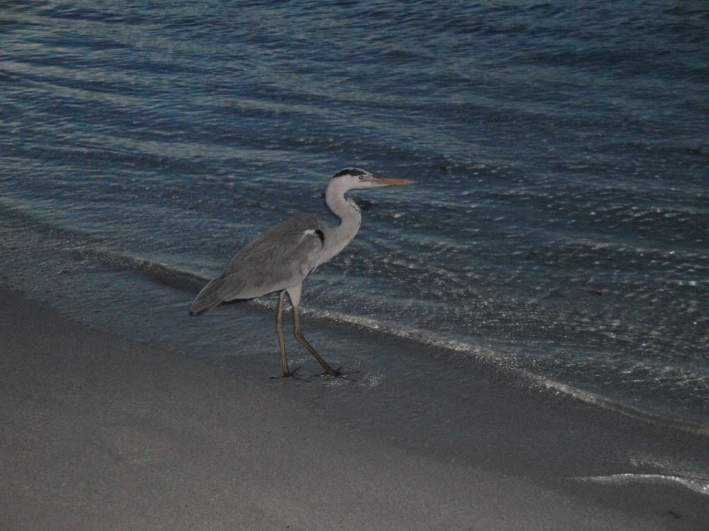 DSC00427.JPG