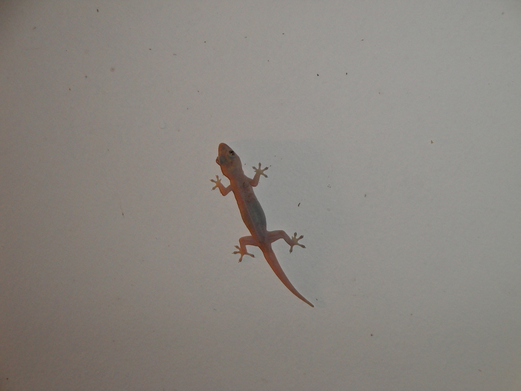 DSC00432.JPG