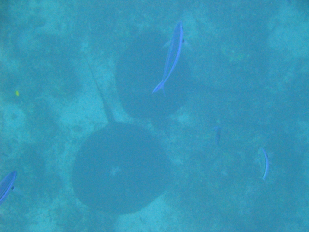 DSC00482.JPG
