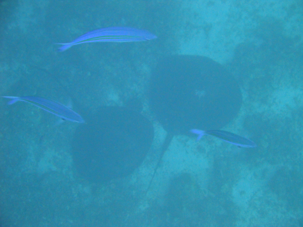 DSC00483.JPG