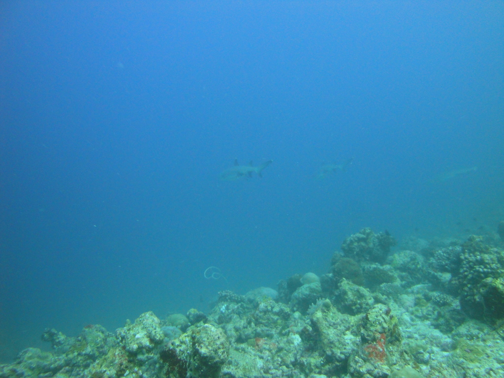DSC00485.JPG