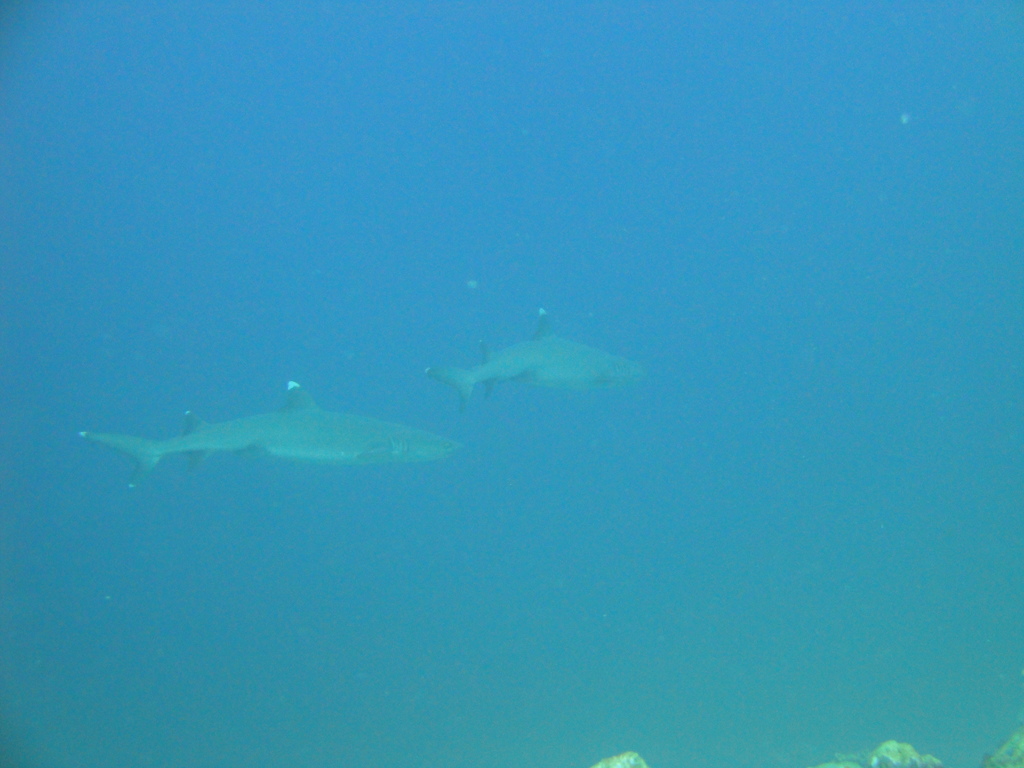 DSC00495.JPG