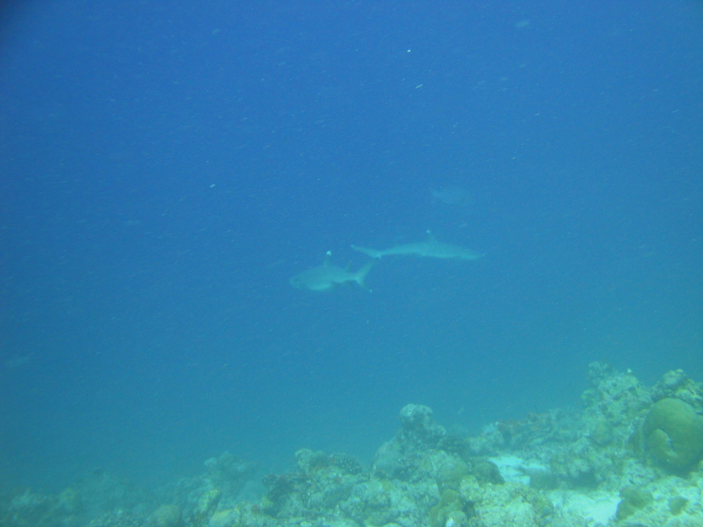 DSC00689.JPG