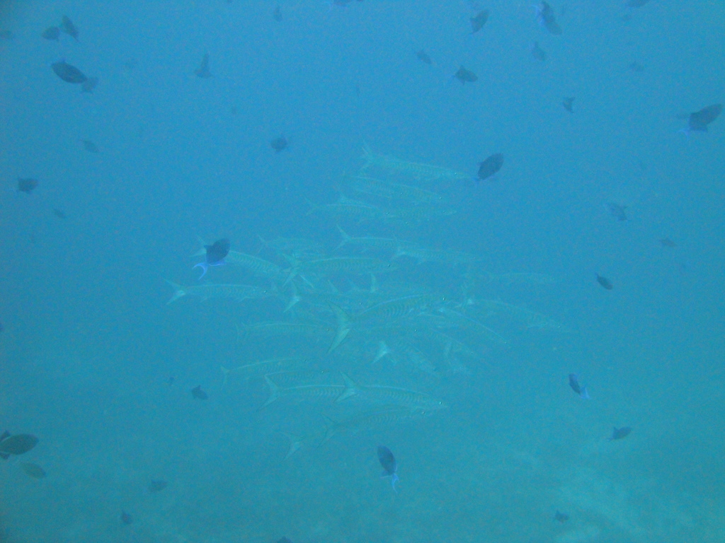 DSC00735.JPG