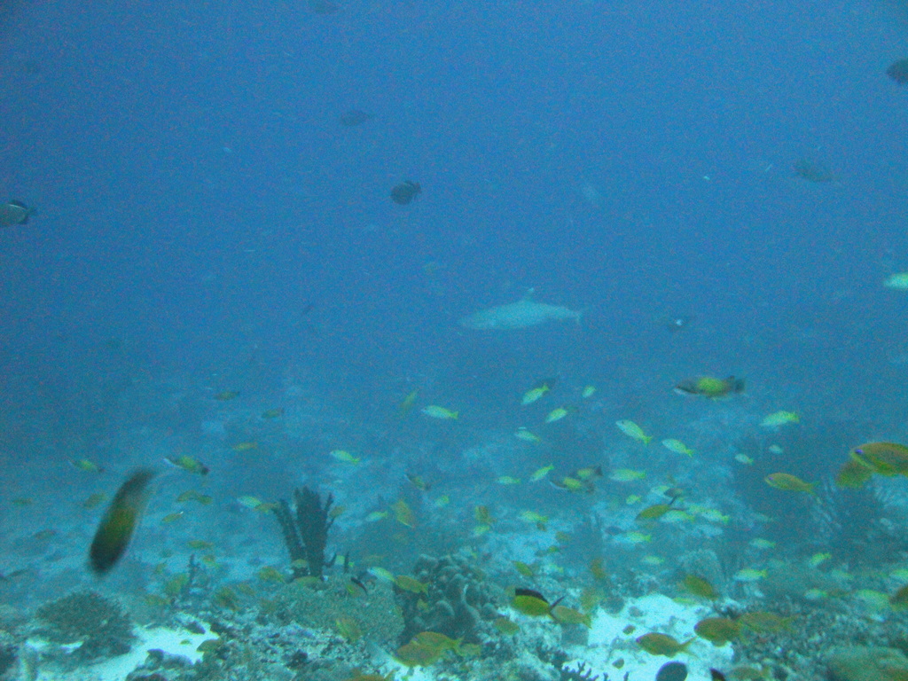 DSC00777.JPG