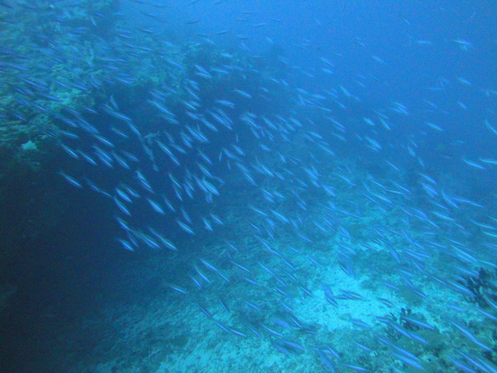 DSC00785.JPG