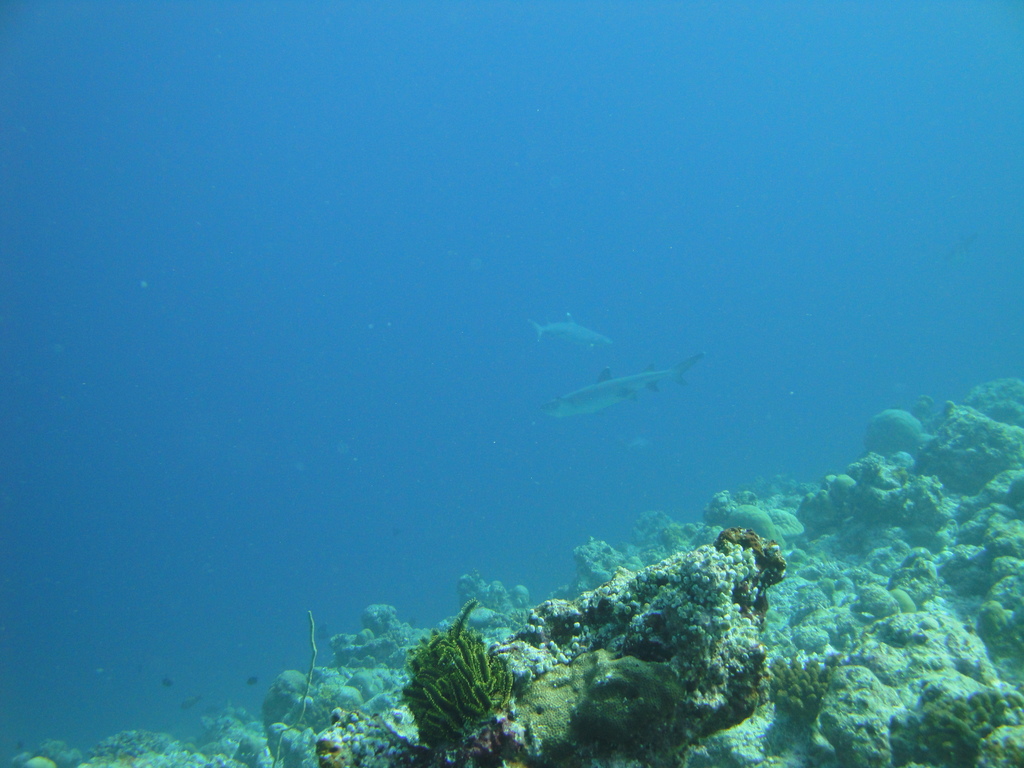 DSC00825.JPG