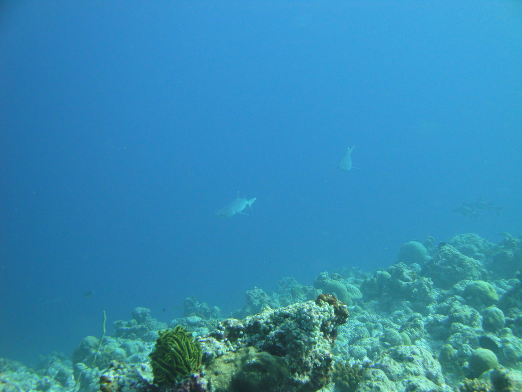 DSC00826.JPG