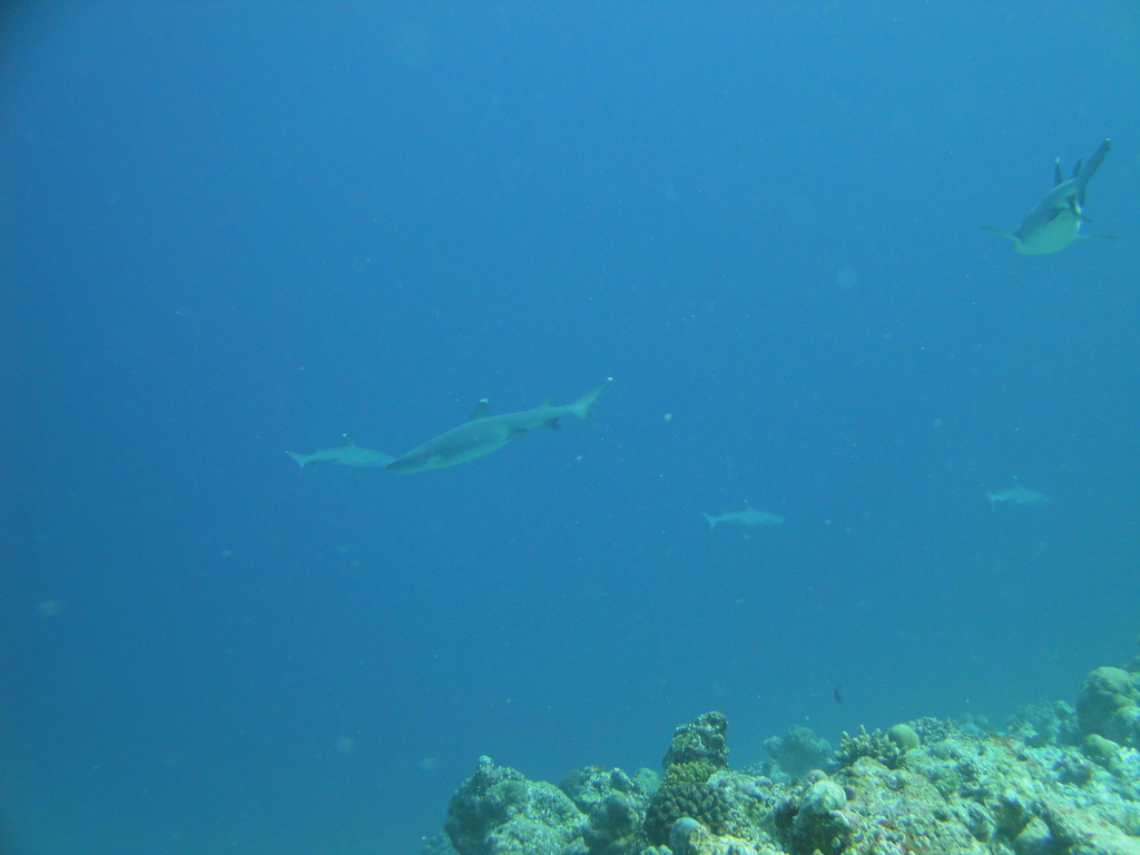 DSC00838.JPG
