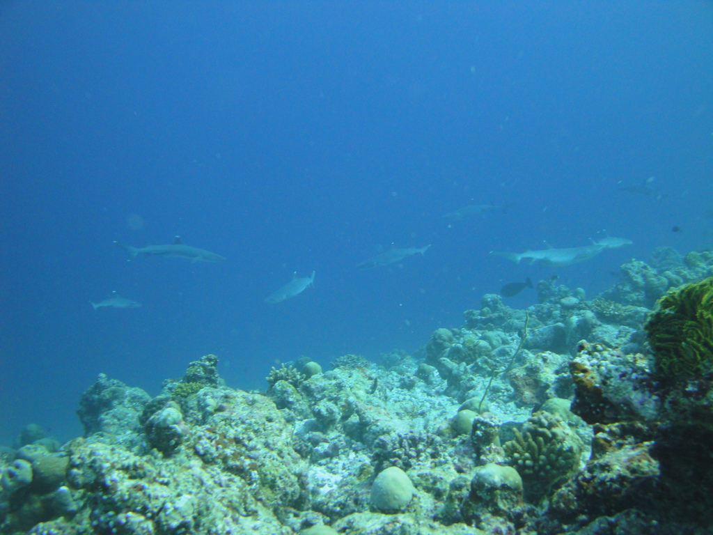 DSC00868.JPG