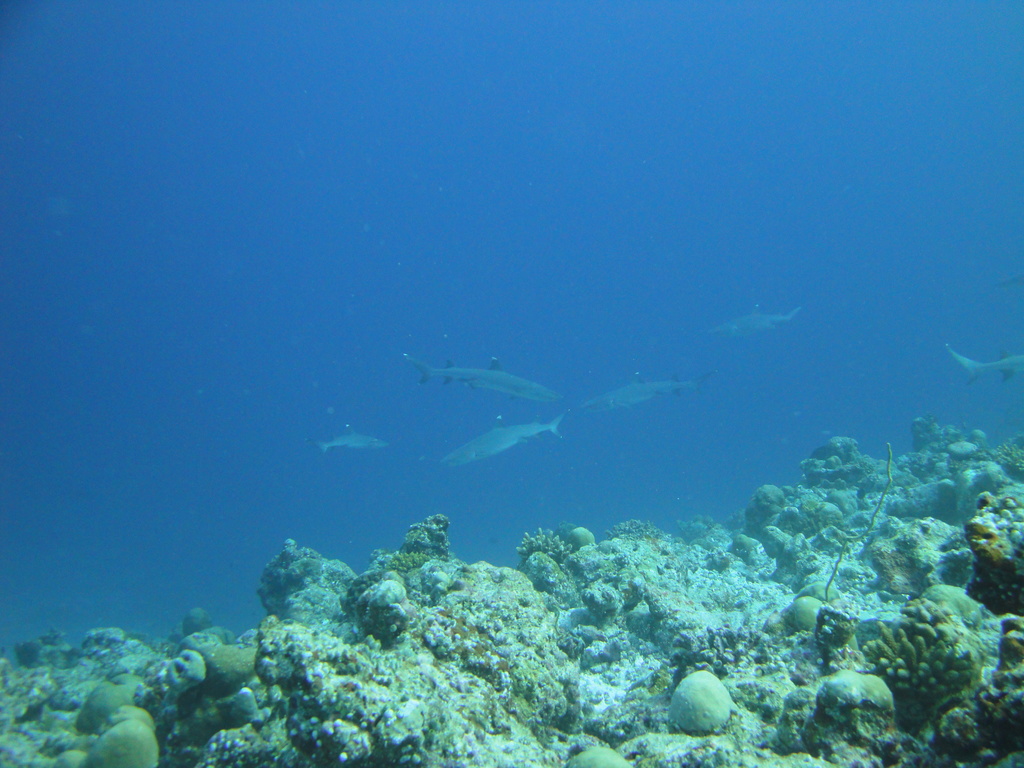 DSC00870.JPG