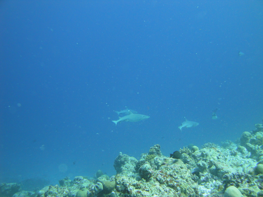 DSC00881.JPG