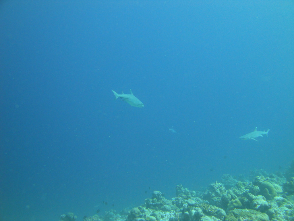 DSC00890.JPG
