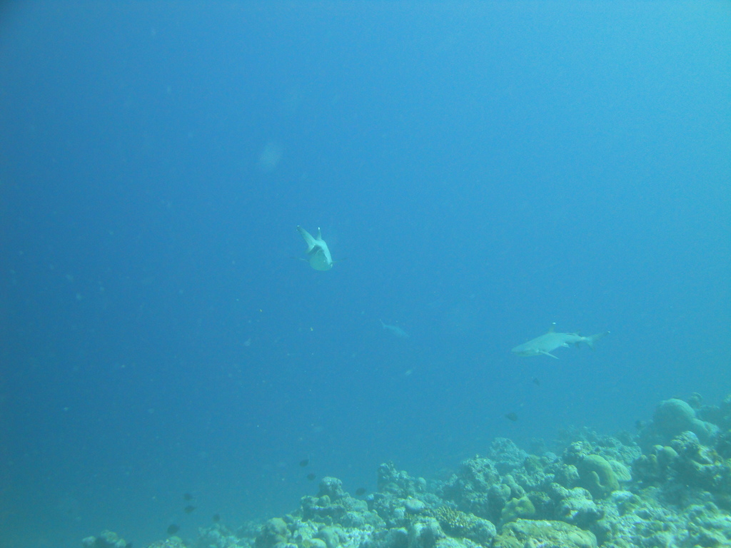 DSC00892.JPG