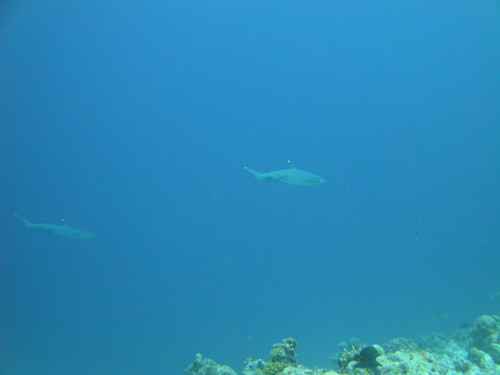 DSC00913.JPG