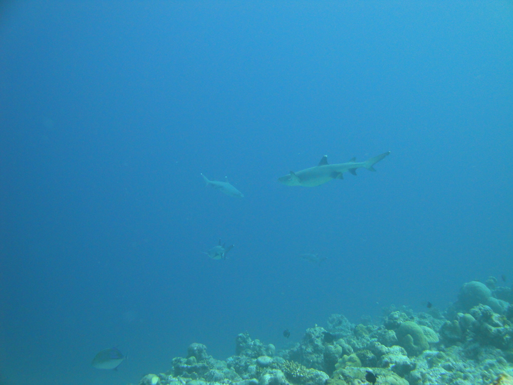 DSC00915.JPG