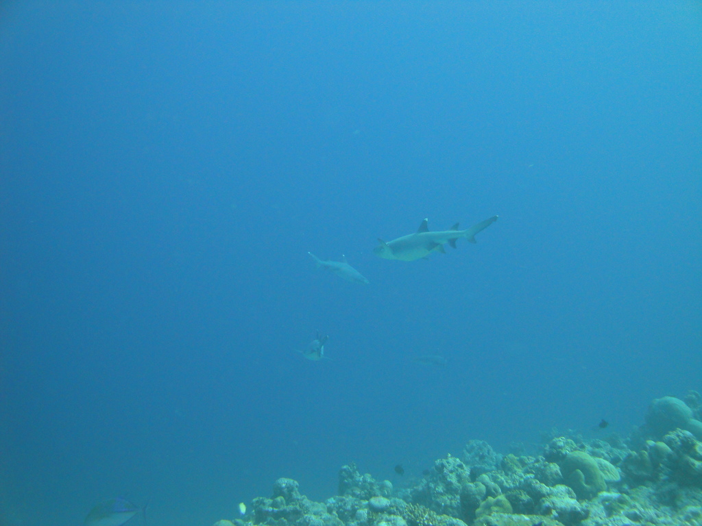 DSC00916.JPG