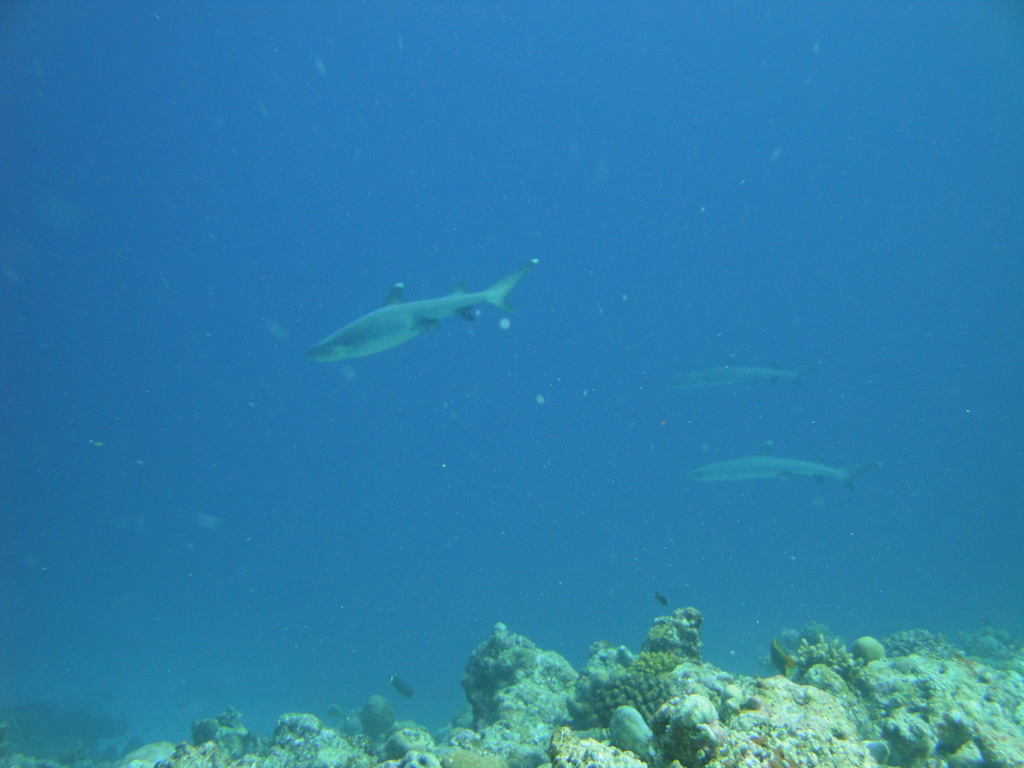 DSC00922.JPG