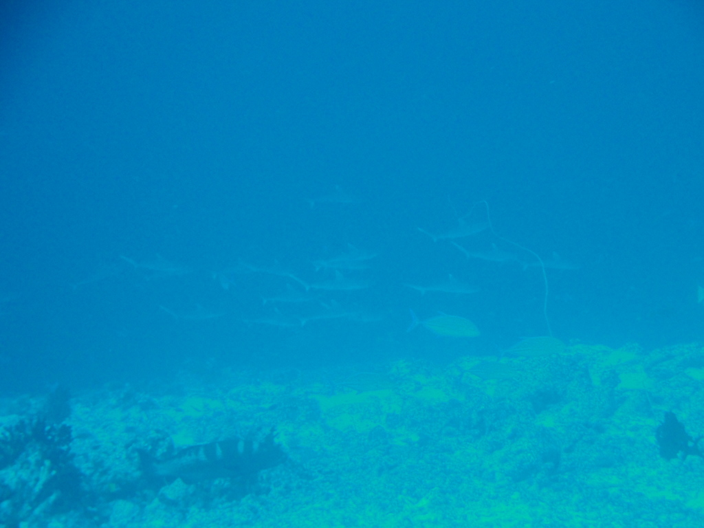 DSC00958.JPG