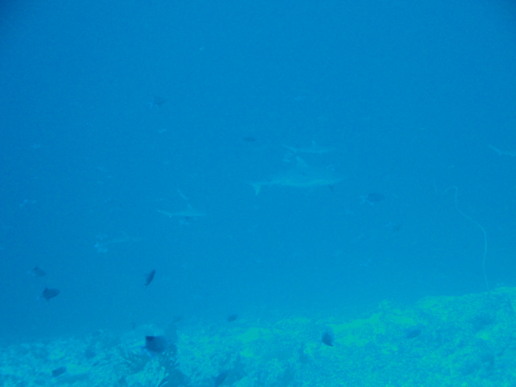 DSC00963.JPG