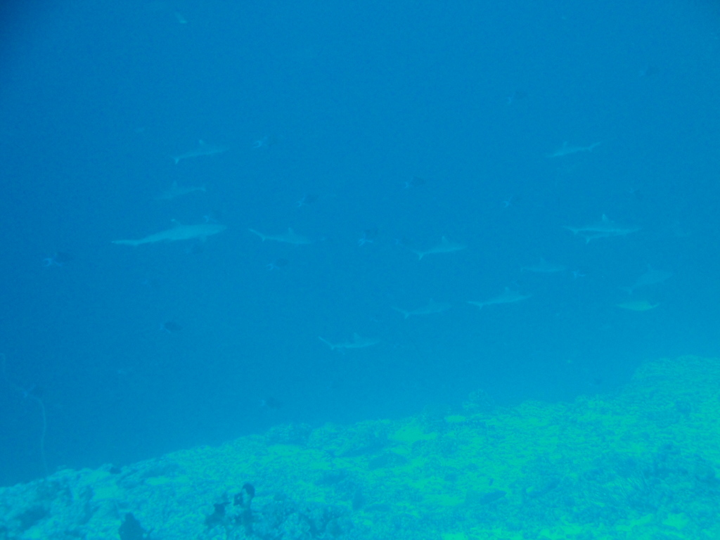 DSC00966.JPG