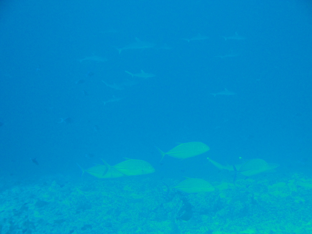 DSC00974.JPG