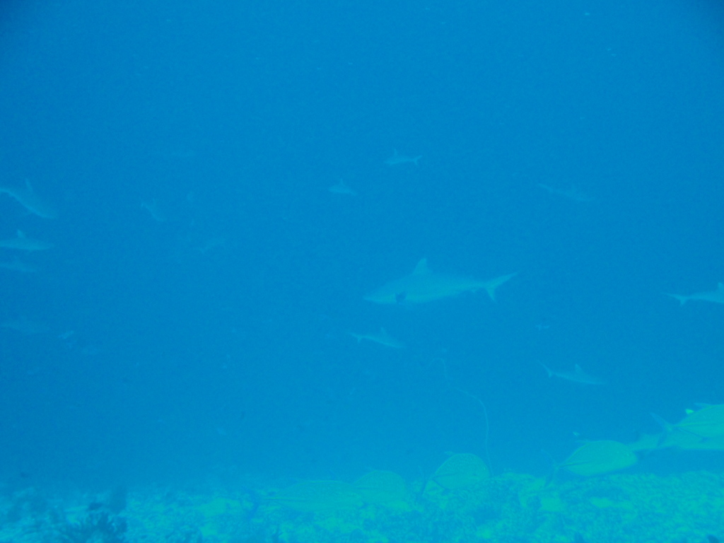 DSC00976.JPG