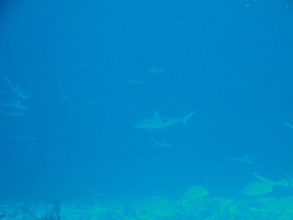 DSC00977.JPG