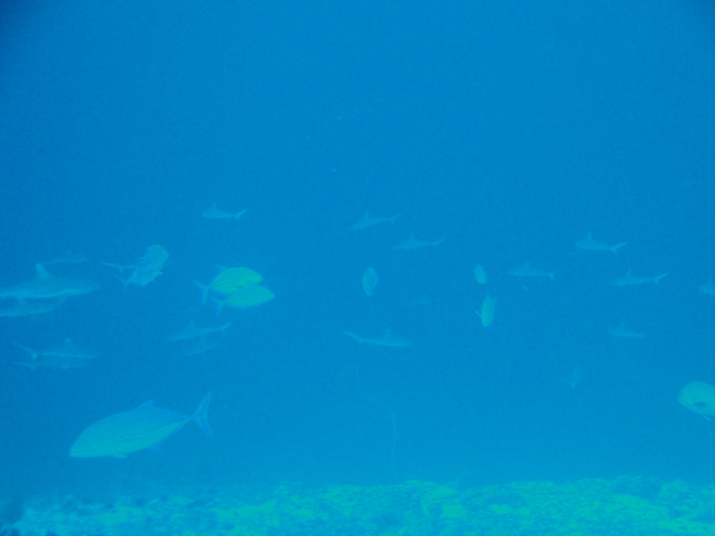 DSC00978.JPG