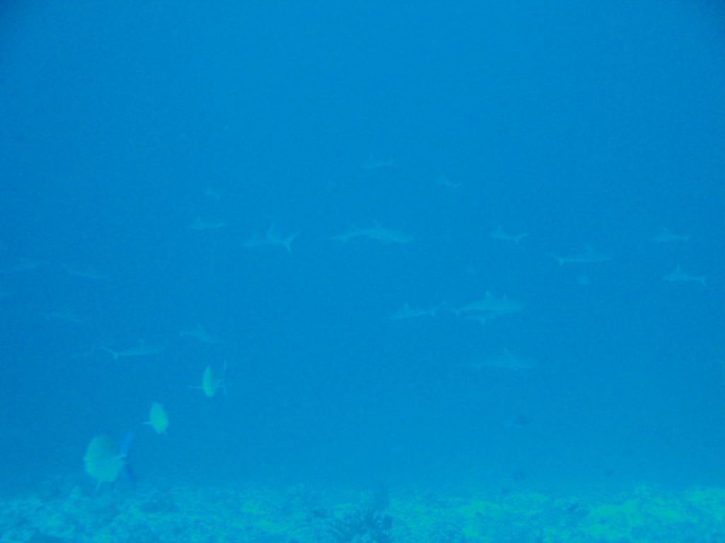 DSC00979.JPG