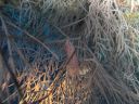 DSC00085.JPG