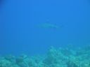 DSC00137.JPG