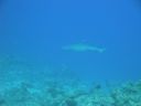 DSC00146.JPG
