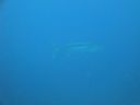 DSC00280.JPG
