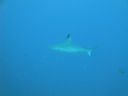 DSC00294.JPG