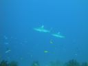 DSC00327.JPG