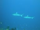 DSC00328.JPG