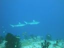 DSC00330.JPG