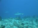 DSC00336.JPG