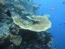 DSC00340.JPG