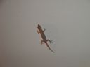 DSC00432.JPG