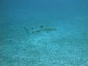 DSC00438.JPG
