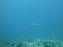 DSC00440.JPG