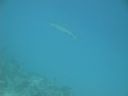 DSC00442.JPG
