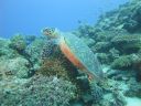 DSC00463.JPG