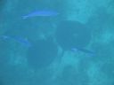 DSC00483.JPG