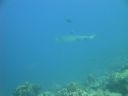 DSC00486.JPG
