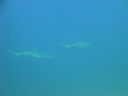 DSC00492.JPG