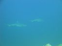 DSC00493.JPG