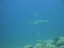 DSC00500.JPG